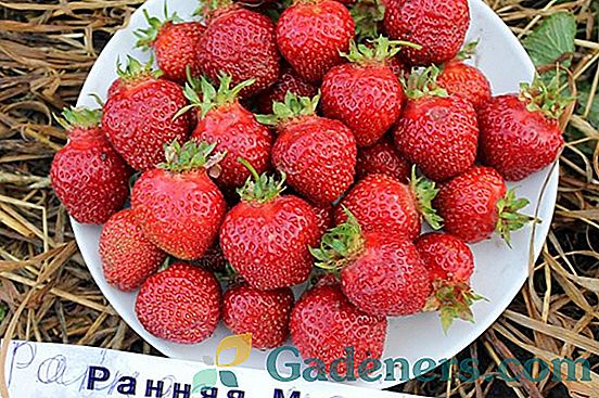Strawberry Kama: opis i opis odmiany pachnącej