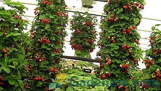 Strawberry Kimberly: godność i technologia uprawy