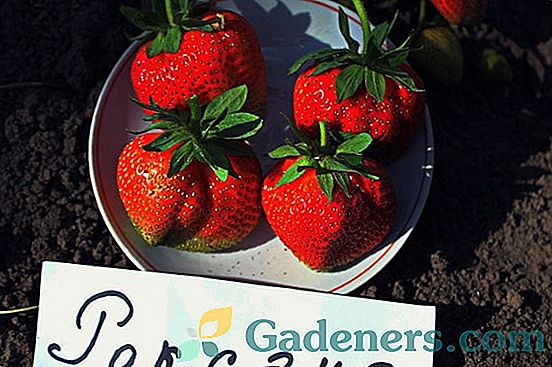 Strawberry Roxanne: vysoce produktivní italská odrůda