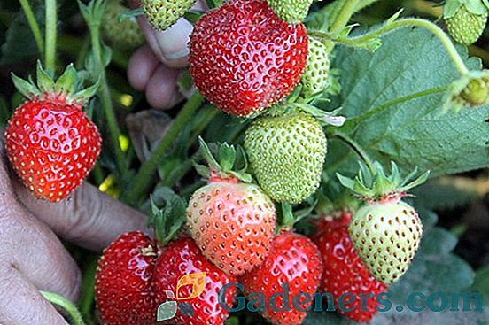 Strawberry Rusich: super-velika vzreja domačih sort