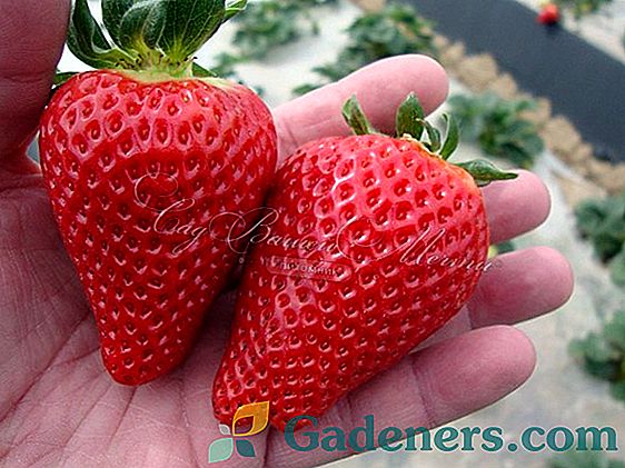 Strawberry San Andreas: Druhy a pestovateľské pravidlá