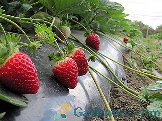 Strawberry Solovushka: tehnologija gojenja in opis sorte