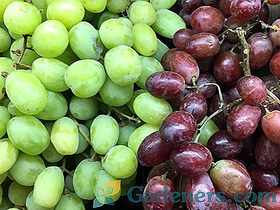 Технически клас на грозде 
