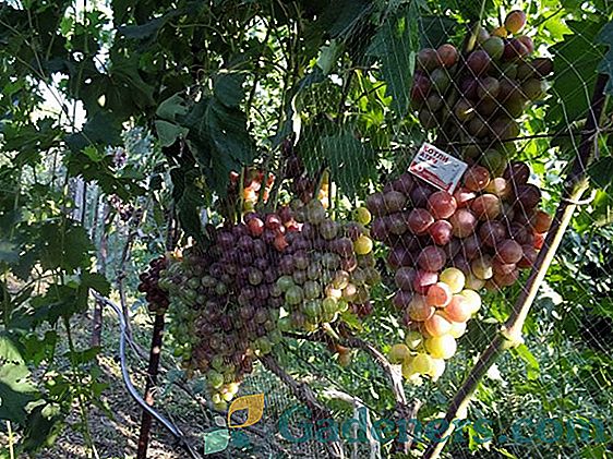 Tehnične sorte grozdja: opis, značilnosti in namen