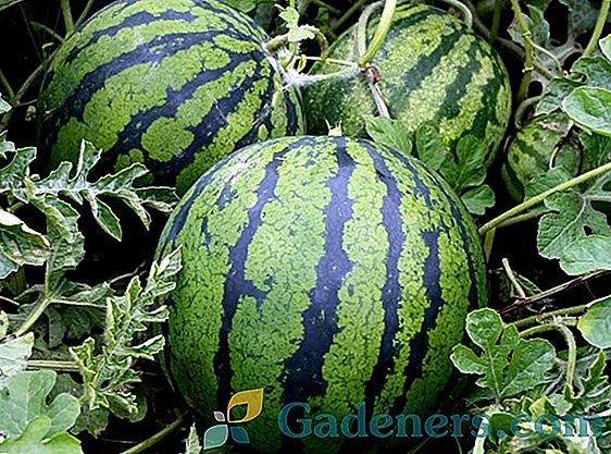 Technologie a tajemství pěstování melounů na předměstí v skleníku a v otevřených podmínkách