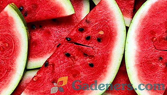 Tehnologija rastočih lubenic in melon v okolju toplogrednih plinov