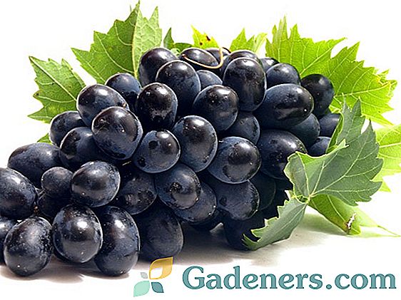 Най-добрите сортове грозде за Баширия: грижи, подрязване