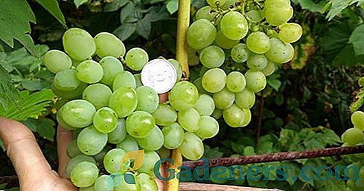 Najboljša vrsta namiznega grozdja: izbirna pravila