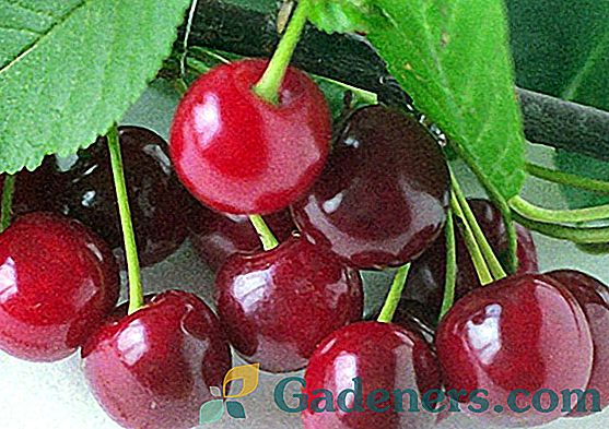 Najlepšie odrody cherry: kritériá pre výber plsti a obyčajné čerešne a pravidlá pre ich výsadbu