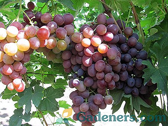 Časovno preizkušena sorta grozdja 