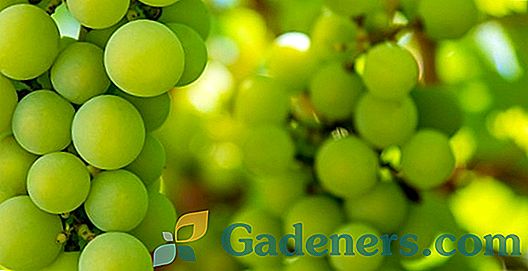 Sorte in značilnosti grozdja