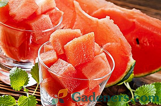 Lubenica: koristi in škoda melon in gurda za človeško telo