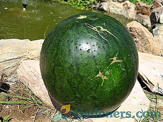 Vodní meloun Ogonek: popis odrůdy a pravidel zemědělské techniky