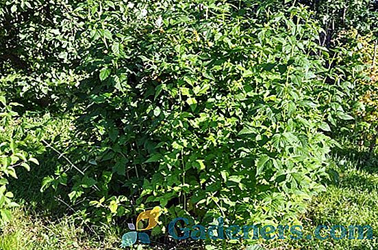 Жълто-плодова малина Beaglyanka: описание и мнения за оценката