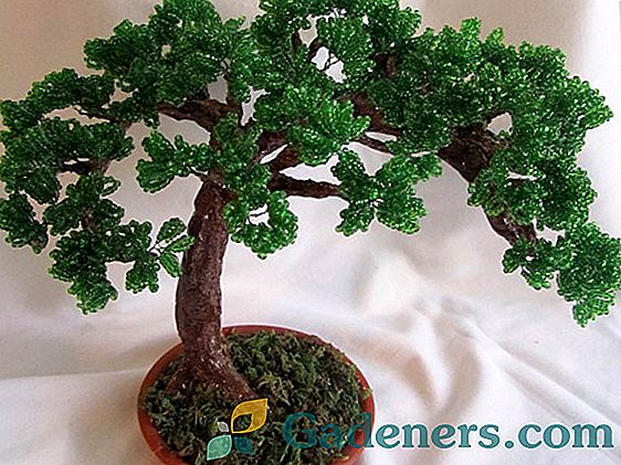 Kako se brinuti za bonsai