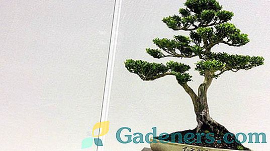 Kaip auginti bonsai medį iš sėklų namuose