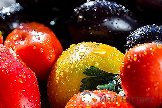 Съвет на опитни производители на зеленчуци да отглеждат краставици в оранжерия