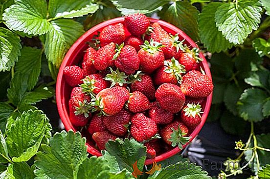 Cultivar fresas en un invernadero todo el año: consejos y sutilezas