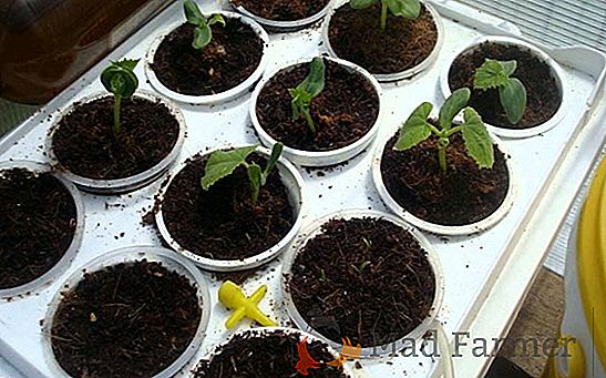 Хидропонске стакленице: растуће зеленило и поврће на савремен начин