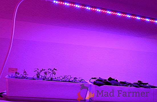 Iluminación del invernadero con lámparas LED: características y ventajas, tipos y formas de instalación con las propias manos