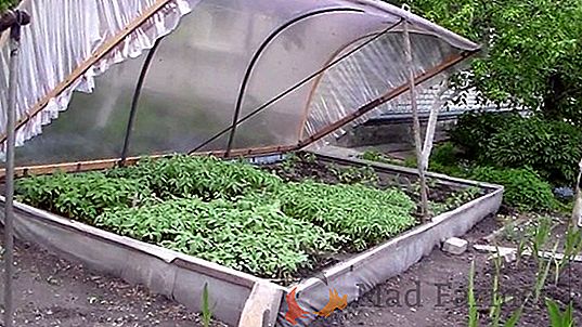 Pequeños mini invernaderos para plantas de semillero a mano: cómo hacerlo - fotos e instrucciones