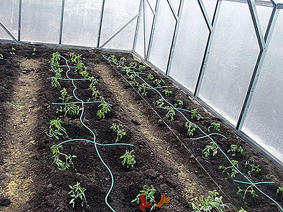 Consejos y trucos sobre cómo cultivar pepinos en el alféizar de una ventana en un departamento en el invierno? Características de la plantación y cuidado de las plántulas en el hogar