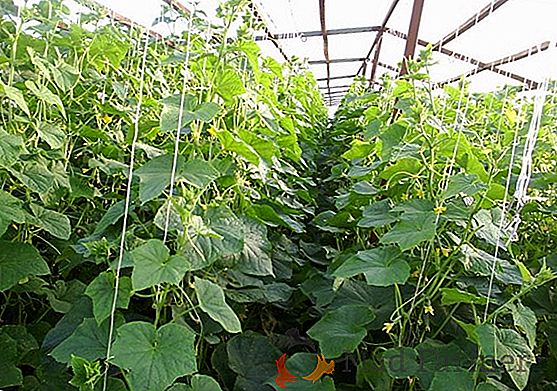 Ние изграждаме оранжерии за краставици от нашите собствени ръце: характеристики на растеж през цялата година