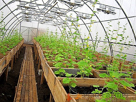 Costruiamo serre invernali con le nostre mani: tipi di progetti e costruzione di strutture per tutto l'anno