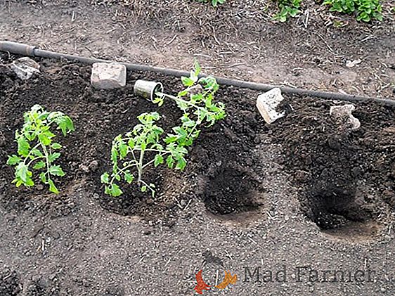 Správný skleník pro rajčata vyrábíme vlastními silami: výběr materiálu a tajemství péče