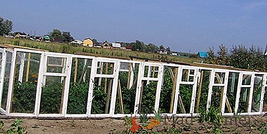 De mes propres mains: comment construire une serre à partir de cadres de fenêtres