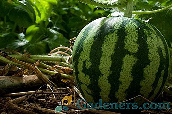 Termíny pro výsadbu melounu v měsíčním kalendáři 2018