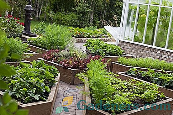 Дјечија башта у земљи: уређење и селекција биљака