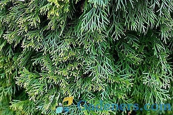 Cypress: декоративно иглолистно растение, за да украсите вашия сайт