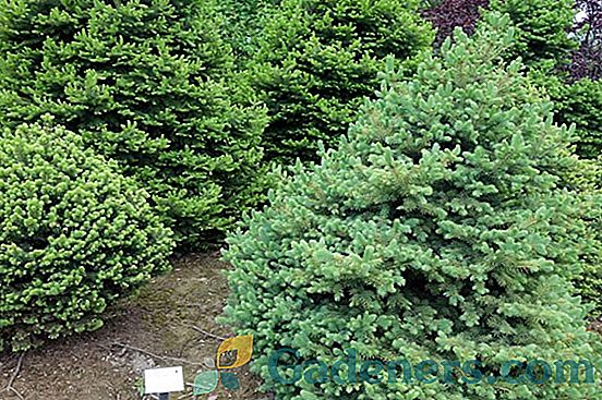 Okrasna božična drevesa: opis vrst in primerov uporabe v krajinskem oblikovanju