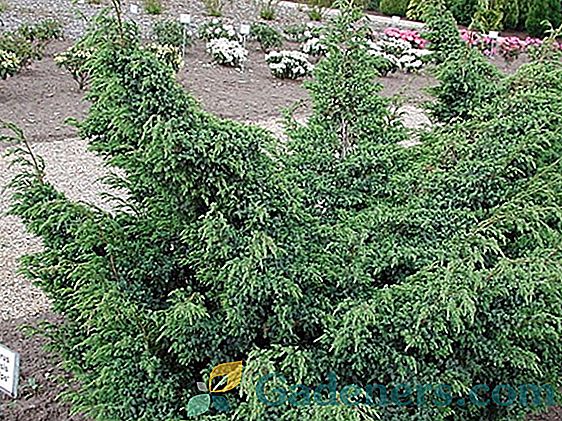Juniperus „Blue Alpa”: karakteristične za sortu i opcije za uporabu u krajobraznog uređenja