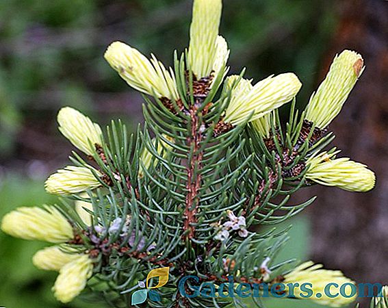 Juniper smreka: najbolje vrste, posebno sadnja i skrb