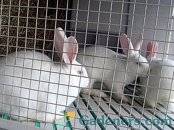 Chovné králíky v dceřiné farmě: pravidla a rady