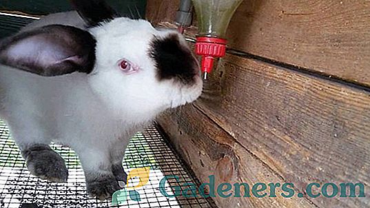 Napáječky pro králíky: odrůdy a výrobu vlastních rukou
