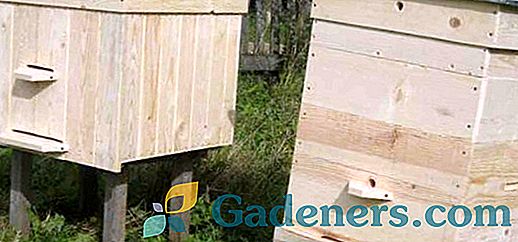 Кошери за пчели: избор от вида и инструкция за производство по собствени ръце