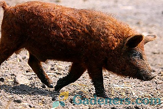 Pig breeds: opis i glavna svojstva