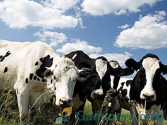 Популярни породи крави