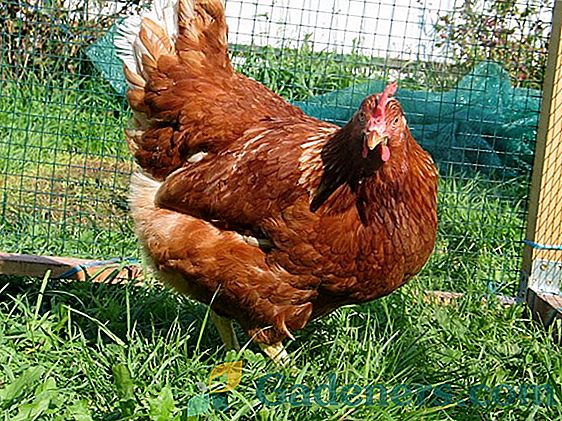 Kodėl viščiukai neskuba ir kaip pagerinti padėtį