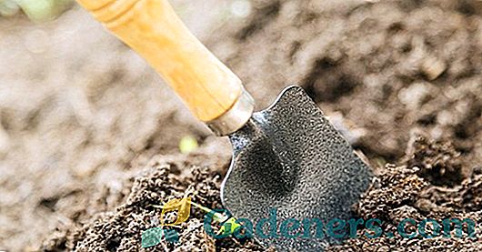 Siltumnīcefekta augsnes dezinfekcija: visefektīvākās metodes