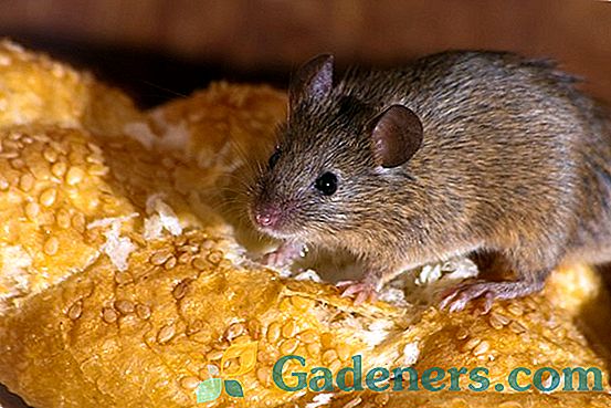 Boj proti glodalcem v državi: miši in podgane