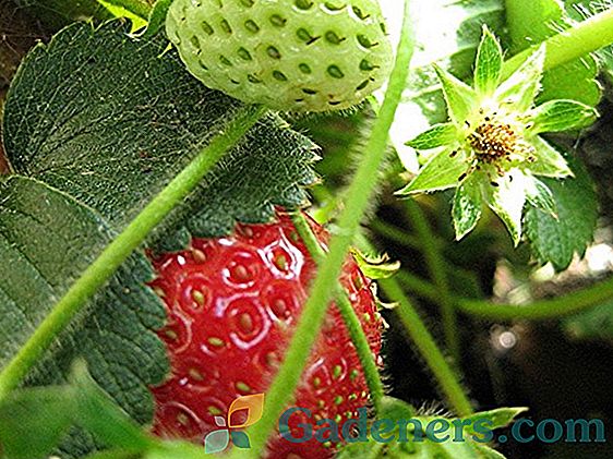 Лечение на ягоди от болести и вредители