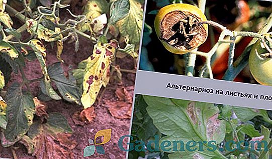 Vijolični listi paradižnika: vzroki in metode zdravljenja
