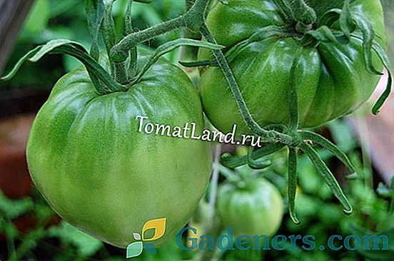 Pienācīgu tomātu un piparu stādu barošanas tehnoloģija