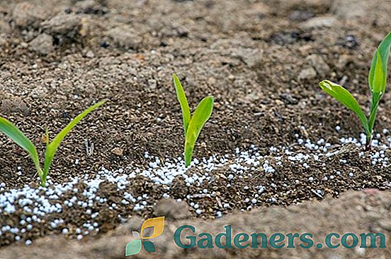 Močovina ako hnojivo pre záhradu: dávkovanie, schéma a vlastnosti aplikácie