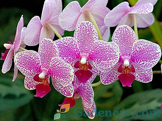 Vyberte hnojivo pre vnútorné orchidey