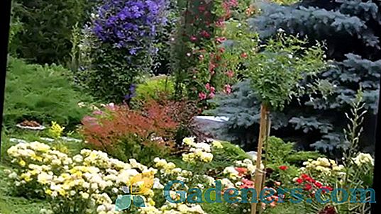 Vytvorte v záhrade mini záhradu: druh, výber rastlín a pravidlá pre zloženie